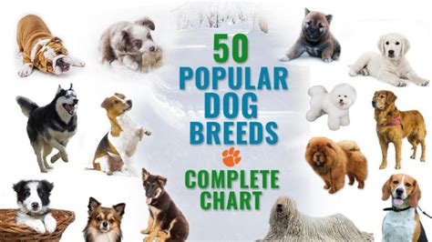 50 Most Popular Dog Breeds - Complete Information Chart - Petmoo