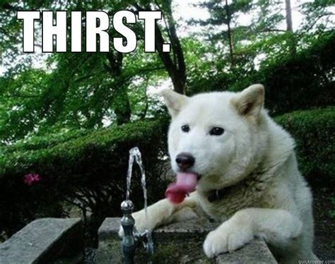 thirsty dog - quickmeme