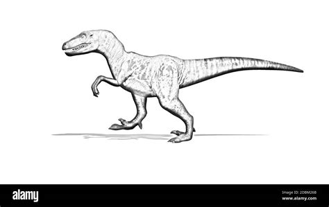 Pencil drawing - Dinosaur - Velociraptor - two-legged predator with a ...