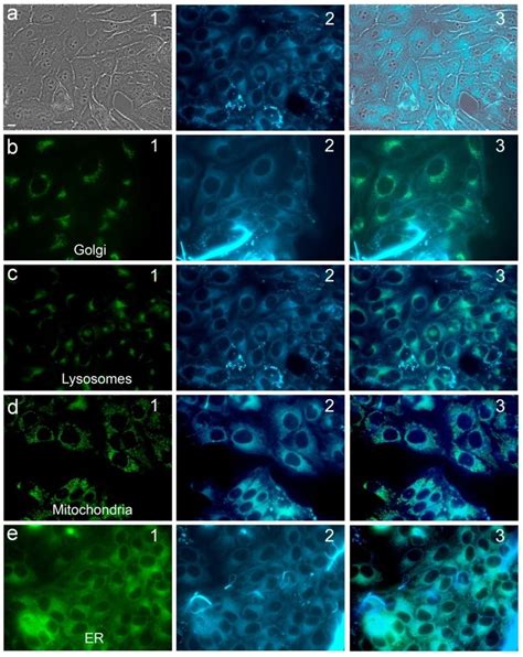 Fluorescence microscopy of 5-1-o. | Download Scientific Diagram