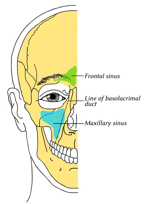 Maxillary sinus - Wikipedia