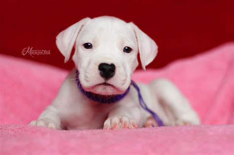 Fotos - Dogo Argentino puppies breeding