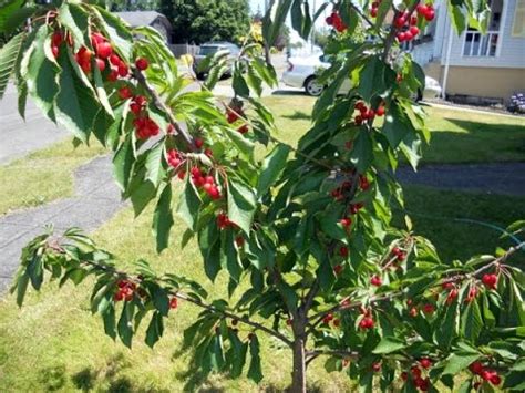 Buy Dwarf Fruit Trees Uk | Fruit Trees