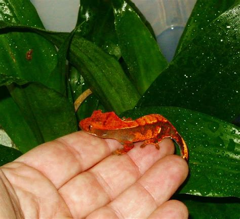 Flame Crested Gecko | Lizards | Pinterest | Crested gecko, Reptiles and ...