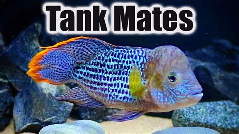 Top 10 Tank Mates for Green Terror Cichlids - YouTube