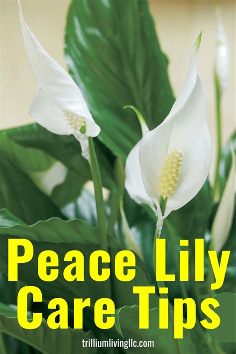 Peace Lily Care Tips for Growing Indoors - Trillium Living | Peace lily ...