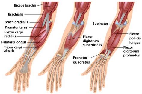 7 Exercises to Maximize Hand, Wrist, and Forearm Strength | Breaking Muscle