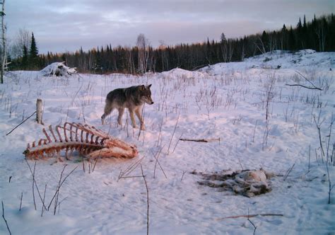 Wolf Hunting | Sunset Country, Ontario, Canada