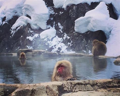 Wild snow monkeys relaxing in an onsen (hot spring) in Nagano, Japan ...