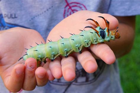 Meet the Hickory Horned Devil, a Fierce but Harmless Caterpillar - Kids ...