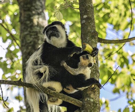 Colobus (Black-and-White) Monkey Facts! | Always Learning!