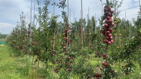 High-density apple orchards being set up to help farmers in Kashmir ...