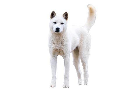 Korea Jindo Dog (character, nutrition, care)