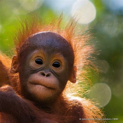 Primates, Mammals, Baby Animals, Cute Animals, Great Ape, Young Animal ...