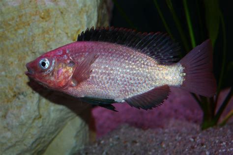 Oreochromis esculentus on Behance