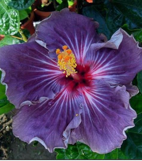 20 Purple Hibiscus Seeds Perennial Flower Seed Flowers Bloom - Etsy