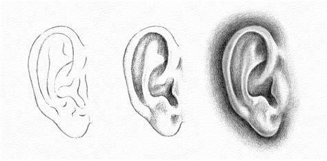 Pencil Portrait Drawing - How to Draw an Ear