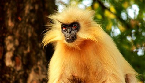 Species in news: Golden Langur - Civilsdaily