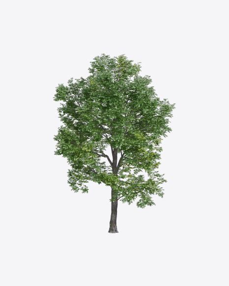 Download Elm Tree Transparent PNG on YELLOW Images