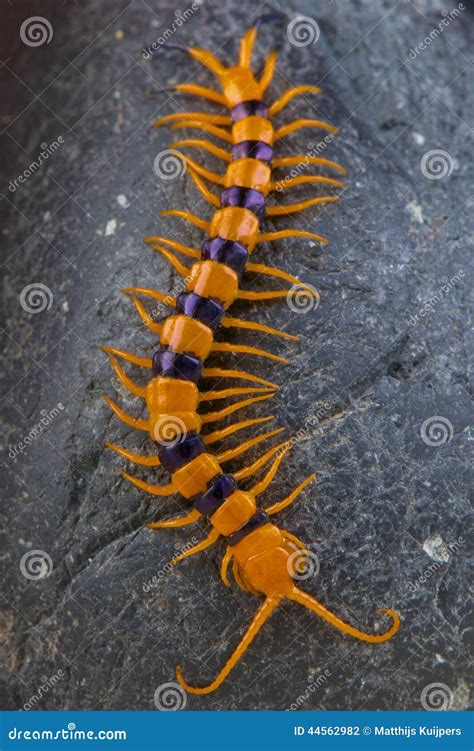 Centipede / Scolopendra Hardwickei Stock Photo - Image of venomous ...