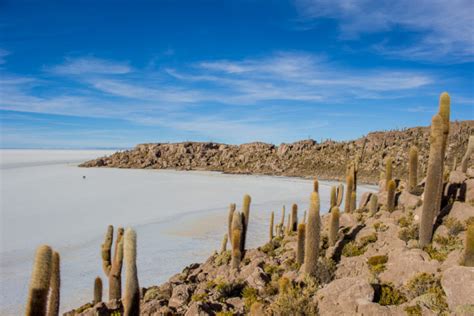 Cactus island in Salar de Uyuni - E&T Abroad