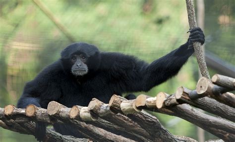 Siamang | Smithsonian's National Zoo