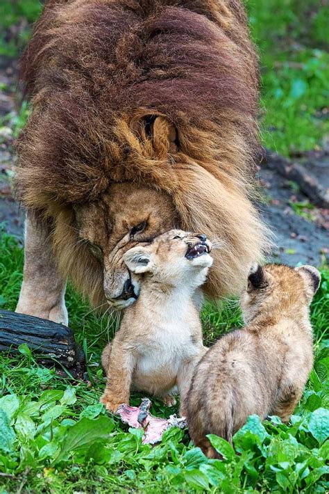 Watch: Singa the lion struggles to look after his five unruly cubs ...