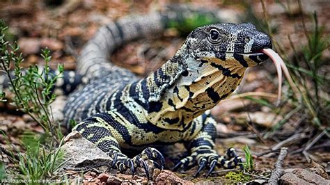 Interesting facts about monitor lizards | Just Fun Facts