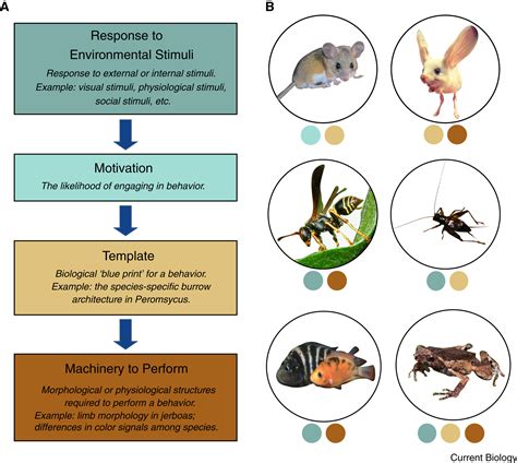 Behavioral Evolution: Can You Dig It?: Current Biology