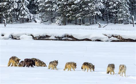 Montana Wolf Population Remains Stable Through 2021 | Rocky Mountain ...