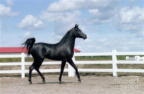 Black Arabian Horse