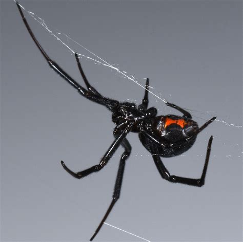 Black Widow Spiders Habitat