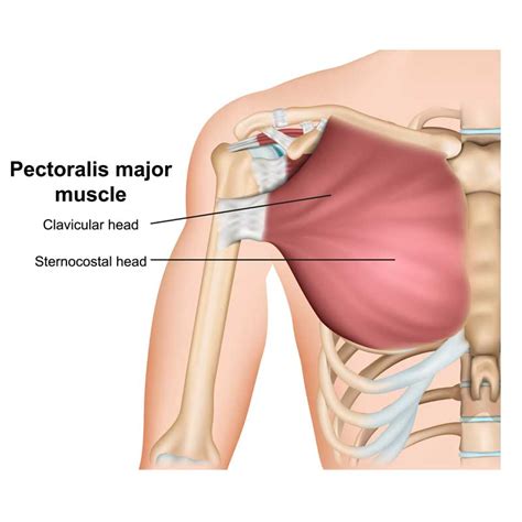 Pectoralis Major Origin, Insertion, Actions, Innervation - The Wellness ...