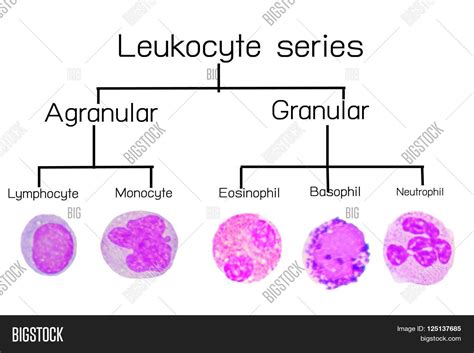 Monocytes And Lymphocytes