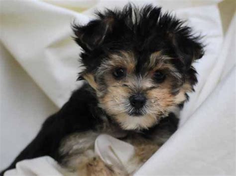 Yorkie Bichon (Bichon Frise, Yorkshire Terrier mix), +qInfo, Pictures+ ...