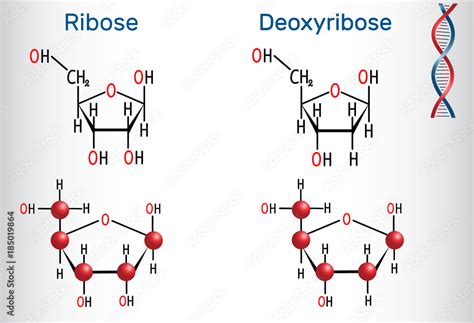 Ribose and deoxyribose molecules, they are monosaccharides and form ...