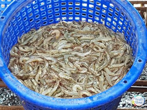 Shrimp Farming in Thailand | Shrimp farming, Thailand, How to dry basil