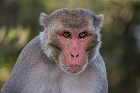 18 Various Types of Monkeys Breed found on Indian Mainland – Best of India!