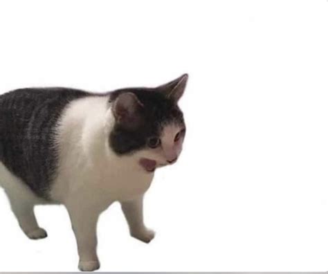 Yelling Cat Meme Template