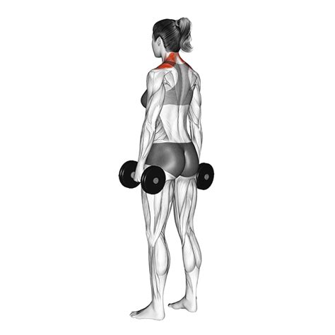 Dumbbell Shoulder Shrug - How To Do Properly & Muscles Worked