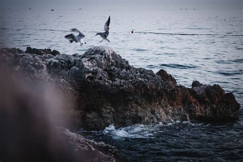 White Seagull · Free Stock Photo