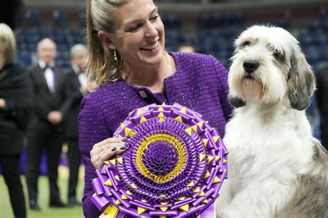 A dog named Buddy Holly wins best in show at Westminster, a first for ...