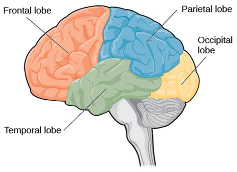 Lobes of the Brain | Introduction to Psychology