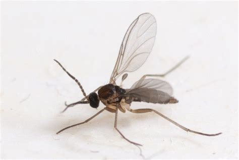 Identifying Fungus Gnats: How To Get Rid Of Soil Gnats