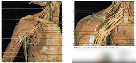 Pectoral Region Nerves Anatomy pt. 2 Diagram | Quizlet