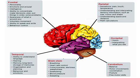 Brain Parts And Functions : Yasemin's extended project: Understanding ...