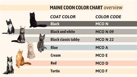 A Detailed Guide To The Maine Coon Color Chart