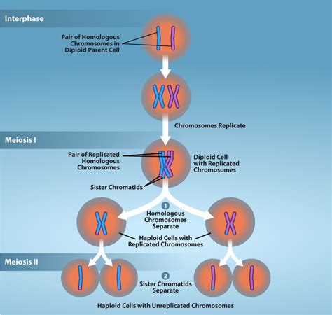 3.1.2: The Process of Meiosis - Biology LibreTexts