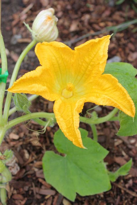 Pumpkin Plant Only Male Flowers | Best Flower Site