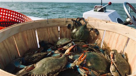 Pandemic prompts extension of crab-pot season in Virginia | 13newsnow.com